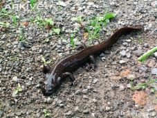 Longdong Stream Salamander Photo Credit: http://www.arkive.org/longdong-stream-salamander/batrachuperus-londongensis/ 